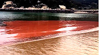　哇塞，海水好紅啊！赤潮預告大爆量。（圖：陳鵬雄）