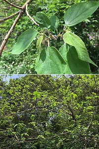 　馬祖南北竿背風坡地也可見俗稱「鹿仔樹」的構樹。（圖／文：陳鵬雄）