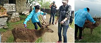 產發處26日前往大坵替梅花鹿進行驅蟲作業,採用藥劑滴液噴灑,維護牠們的健康。(圖:產發處)
