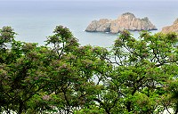 　四月天的季節，海桐、石斑木、苦楝相繼盛開，馬祖列島洋溢著清新與花香。（圖／文：陳其敏）