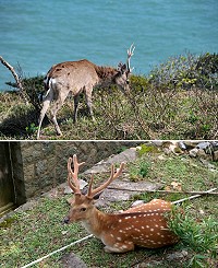 大坵島野放梅花鹿開始進入一年一次的換毛期,秋冬季暗沉淡褐的毛色 ( 上圖 ) 會逐漸轉換成夏季淡栗毛色 ( 下圖 )。(圖/文:陳鵬雄)