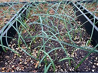 　連江縣產業發展處東引苗圃人工繁殖換錦花、紅花石蒜，出葉情況良好。 （圖／文：陳其敏）