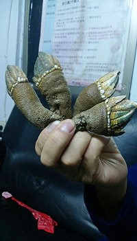 　巨無霸「筆架」。（圖片：陳貽斌提供）