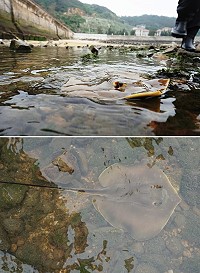 清水濕地樂園 (圖:成大水科技研究中心副主任邱郁文提供)