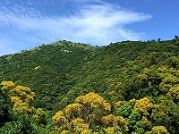 　相思花開。（圖／文：陳鵬雄）