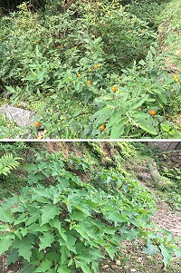 有毒植物珊瑚櫻(上圖)和曼陀羅(下圖)大舉入侵大坵島,產發處研議加以清除。(圖/文:陳鵬雄)