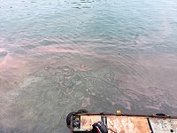 　馬祖海域31日再現大量赤潮，今年第3波藍眼淚高峰期開始。（圖／文：陳鵬雄）