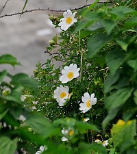 　初夏的馬祖，是琉球野薔薇盛開的季節。（圖／文：陳其敏）