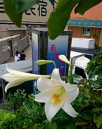 　百合花開。 （圖／文：陳其敏）