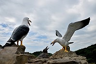 　東引安東坑道附近的黑尾鷗立體塑像，改頭換面之後，造型更加逼真生動。 （圖／文：陳其敏）