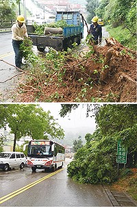 南竿航空站及縣府產發處3日清除中華電信舊樓往八八坑道路段倒塌路樹。(圖/文:吳嘉榮)