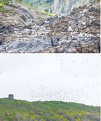 　6月2日北竿鐵尖島出現上千隻大鳳頭燕鷗，其中觀測到至少7隻的黑嘴端鳳頭燕鷗。（圖：台大森林系）