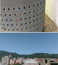 蟲蟲大軍來襲!近日不知名的小瓢蟲攻佔各地,民眾擔心影響地區生態。(圖:陳善茂、陳天興提供)