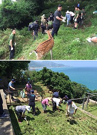 產發處與北竿鄉公所、北高守備大隊共同合作清除大坵島上有毒植物珊瑚櫻,並試種狼尾草增加梅花鹿食物量。(圖/文:陳鵬雄)