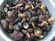 　我家冰箱在海邊。（圖／文：宋幸儒）