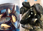 　馬祖淡菜進入肥美季，現在品嚐正當時。（圖／文：陳鵬雄）