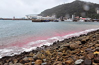 　赤潮就在眼前！南竿福澳港17日上午不斷有赤潮由外海湧進港內，預告著晚上藍眼淚可能會大爆量的訊息，臉書好友們也爭相走告，吸引不少人前去看看白天的藍眼淚是怎麼樣的特別場景。（圖／文：曹重偉）