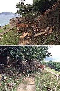 聚落石牆倒塌,意外讓大坵島上梅花鹿飽餐一頓。(圖:胡進江)