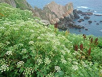 　夏天到了，東引的海岸山坡也不斷地在換妝演出，這時候能夠跟芒花分庭抗禮的，首推開著乳白色花的防葵（日本前胡），豪情地占據險峻海角，展現盎然生機。（圖與文：陳其敏）