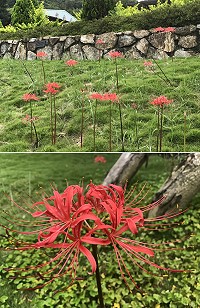 秋涼時期盛開的紅花石蒜,受到今年梅雨季帶來大量降雨影響,6月即提前綻放。(圖/文:吳嘉榮)