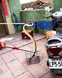 東引12棟街道發現臭青母出沒,消防隊員到場捕捉。(圖:民眾提供)