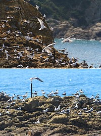 2017生態賞鷗暨海上看馬祖活動,自7月1日起至9月1日止,每日2趟次,帶領遊客觀賞馬祖獨特的燕鷗生態。(圖:龍福旅行社)