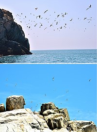 　東引雙子礁是白眉燕鷗主要的繁殖區，數量亦相當可觀。（圖／文：陳其敏） 
