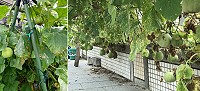 東莒瓜農採棚架式方法種植香瓜,減少雨水及蟲害對香瓜的影響,維持一定的品質與產量。(圖/文:宋幸儒)