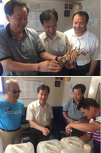 東引漁民協助採集原生龍蝦蝦苗,11日由臺馬之星運送活體龍蝦11隻到基隆海大;縣長劉增應、議長張永江、馬管處長廖源隆及縣府產發處長劉德全陪同登船了解。(圖:連江縣政府產發處提供)