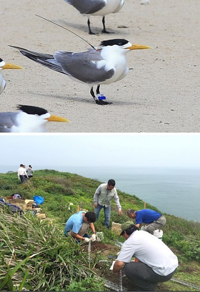 帶有衛星發報器個體的鳳頭燕鷗。(圖/澎湖縣野鳥學會鄭謙遜提供)暨農委會、連江縣政府產發處委託台北野鳥學會、台大森林環境暨資源學系4月6日持續展開今年燕鷗生態調查以及棲地整理。(檔案圖/馬祖日報)
