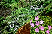 　東引的盛夏顏色　圖與文：陳其敏