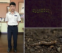 　左上：介壽國中小替代役廖俊傑在南竿四維首次發現北竿雌光螢。（圖／文：吳嘉榮）；右上、右下：北竿雌光螢終齡幼蟲發光成點狀，幼蟲白天蟄伏於落葉層或土壤中，至晚間才爬出土表活動、覓食。（圖：廖俊傑）