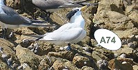 黑嘴端鳳頭燕鷗「A74」回娘家了!今年7月18日研究人員在鐵尖島再次發現「A74」身影。(圖:張樂寧攝)