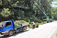 　因應颱風季節來到，縣府特別委請廠商加強南竿主要道路周邊路樹修剪工作，本週進行儲水澳入口至中山門路段樹木鋸除工作，施工期間請用路人、車注意安全或預為鳴笛提醒。（圖／文：曹重偉）