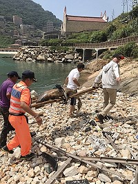 罕見品種露脊鼠海豚再次現身馬祖,不過已經死亡,馬祖岸巡總隊24日上午獲報後,前往南竿復興村澳口了解,並會同縣府產業發展處及動物之家同仁將海豚搬運至冰存,現場工作人員們都為早夭的海中精靈深感惋惜。(圖:行政院海岸巡防署北部地區巡防局第十岸巡總隊)