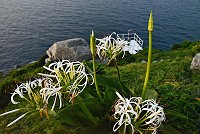 　東引燈塔所在的海崖山坡，「白花石蒜」綻放美麗。（圖／文：陳其敏）
