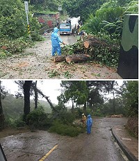 　「尼莎」颱風強風造成南竿多處路樹倒塌，產發處30日展開清理工作，恢復交通順暢。（圖：產發處）