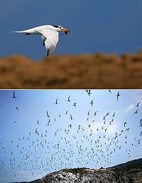 颱風前夕,王建華7月28日出海拍攝北竿鐵尖島燕鷗繁忙來回捕魚育雛,呈現繁殖季盛況。(圖:王建華)