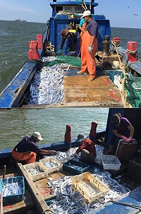 農曆大潮水,北竿橋仔漁民白帶魚大豐收。(圖/文:陳鵬雄)