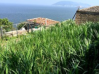 　產發處今年6月在島上試種的狼尾草已經長至1公尺高，島上鹿群又多了一種食用草。（圖／文：陳鵬雄）