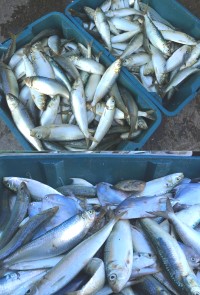 漁民捕獲今年過境第一批鰮魚,圓滾滾的身軀油脂飽滿。(圖/文:陳鵬雄)