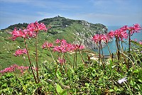 　東引的紅藍石蒜（換錦花），色彩夢幻，是馬祖的珍貴資源。（圖／文：陳其敏）