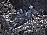 　在東引出生的小黑尾鷗日漸茁壯，已經可以純熟地在天空飛翔、海上浮游。隨著暑假接近尾聲，到東引繁殖的黑尾鷗族群及幼鳥，也要告別熟悉的島嶼，繼續下一站的旅程。（圖／文：陳其敏）