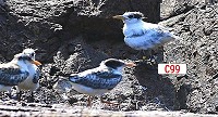 馬祖鳥會計畫為C99神話之鳥發起命名活動。(圖/文:王建華)
