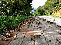 葉落知秋　圖與文：陳鵬雄
