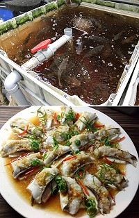 馬祖第1個魚菜共生基地蝦寮食堂所養殖的台灣鯛,經過1年半的漫長時間,終於可以新鮮上桌。(圖:吳嘉榮、陳長忠)