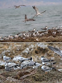 　台北鳥會9月4日出海調查燕鷗數量，北竿鐵尖、中島、白廟、三連嶼等島還有總計二千多隻的燕鷗。（圖：台北鳥會提供）