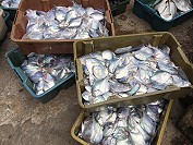 　小白鯧取代白帶魚成為接下來定置網漁獲主角。（圖／文：陳鵬雄）