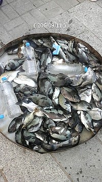 泰利颱風來臨前夕,台灣釣客在北竿碰到黑毛大靠岸,一天釣起數十尾大黑毛。(圖:藍洋洋民宿)