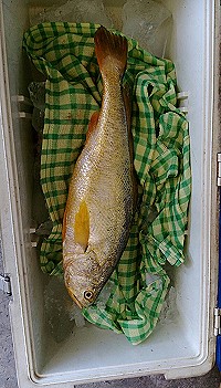 　西莒陳姓漁民在外海捕獲1隻近3斤重野生黃魚，台幣2萬多元售出。（圖／文：宋幸儒、陳姓漁民）